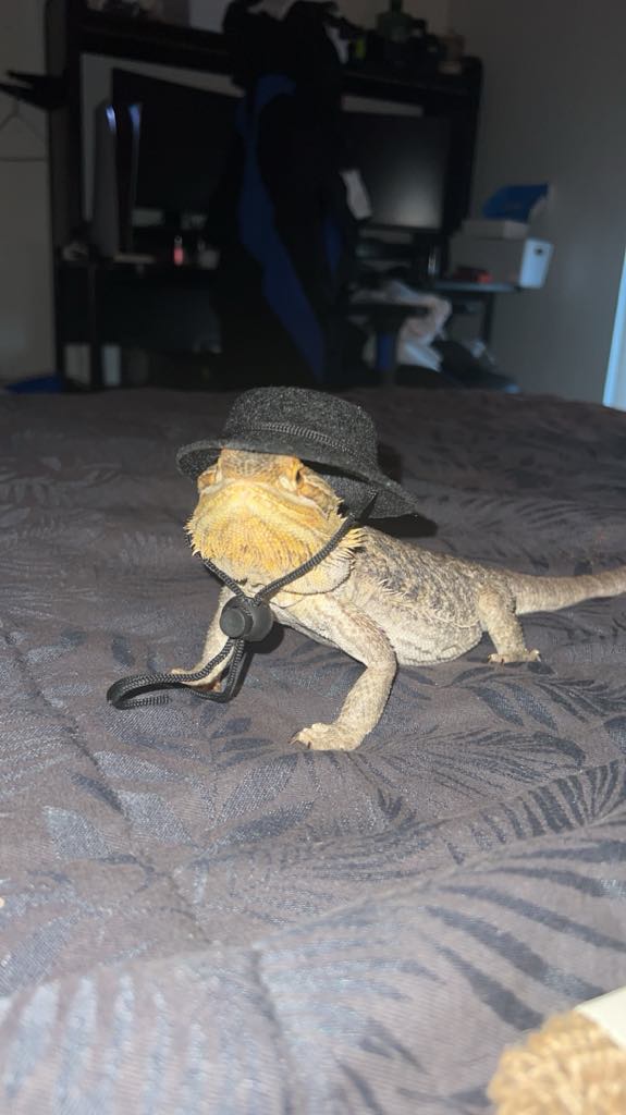 LennyTheLizard2's tweet photo. Ditched the top hat and put the Santa hat on, its christmas time mother fuckers https://t.co/JqKddeyMUt