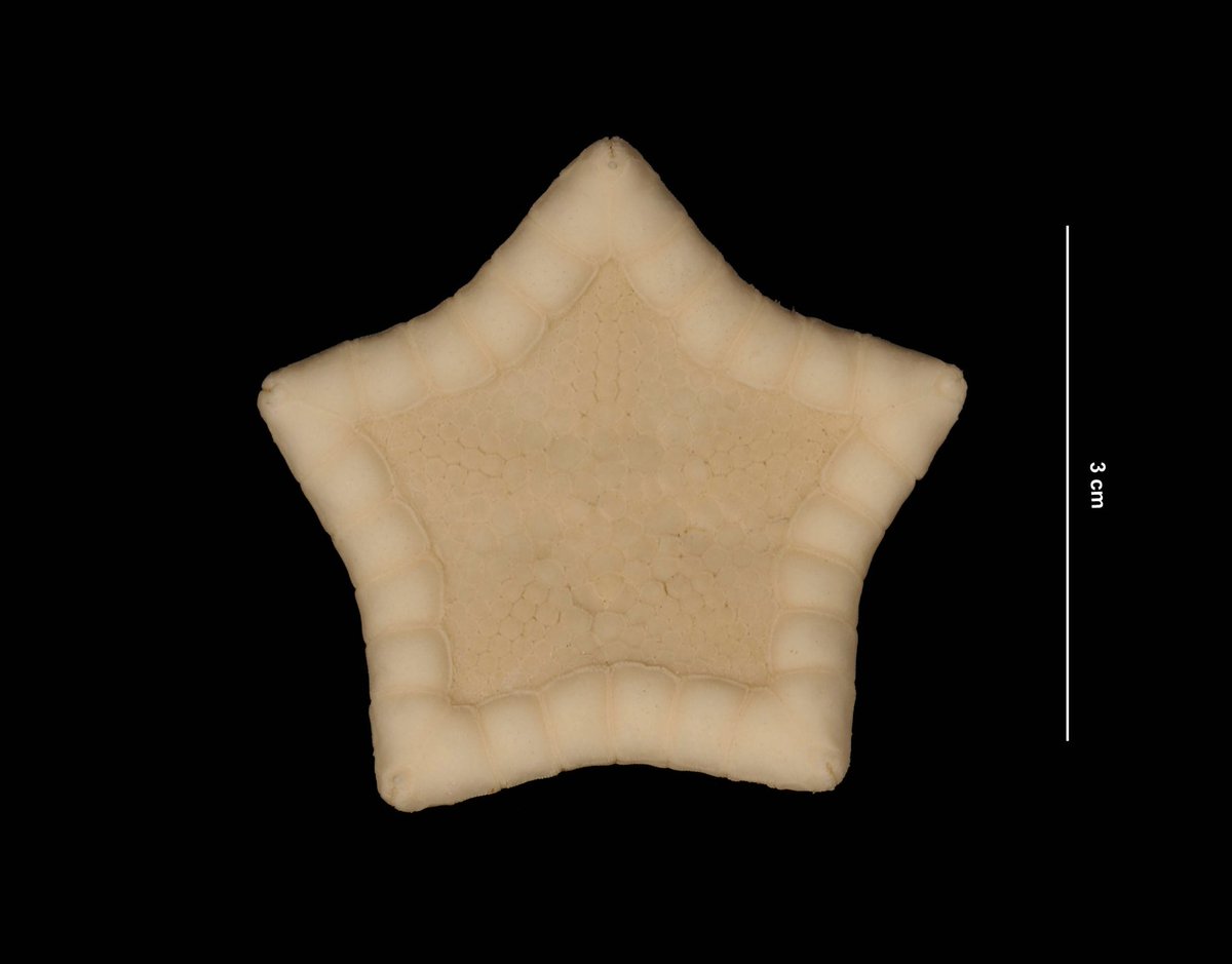 The Very Noisy Bear, image size:1200x939