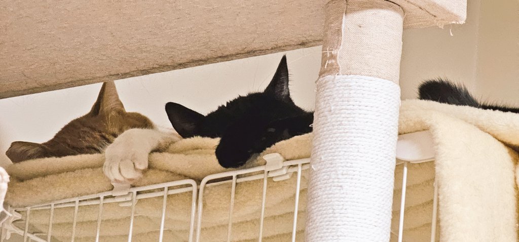 cats_ararnr's tweet photo. 寝方まで真似するアラン大好きネロ🫠 https://t.co/cYfknlcjXq