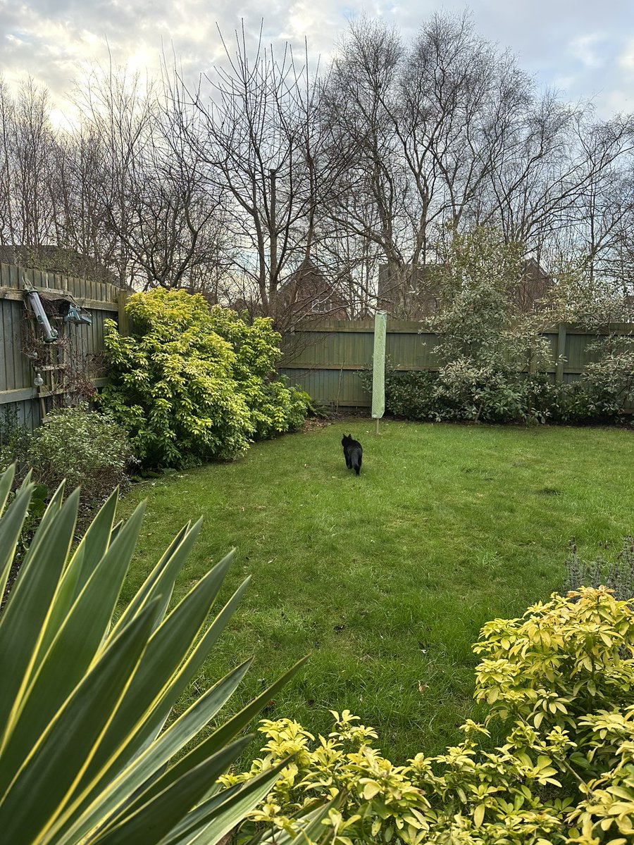 Good morning furiends! And Happy Christmas Eve Eve! 🎄 🎅🏼 It’s much calmer today, thank goodness! Time for me to head off on my pawtrols in my Magic Kingdom behind the fence 🐾😺🌿 #Hedgewatch