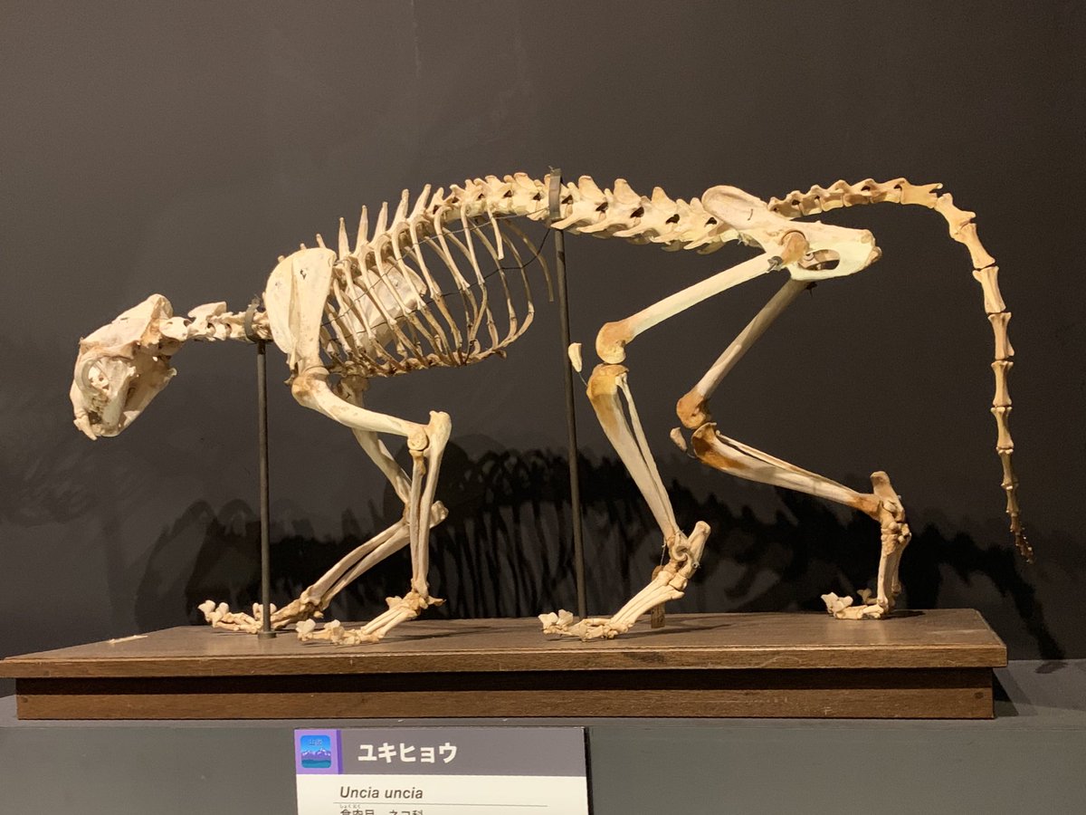 国立科学博物館の特別展で見たこの標本、ユキヒョウとなっていますが