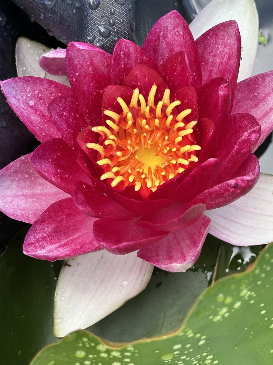 Dr Debbie Wilson DHSc tweet media