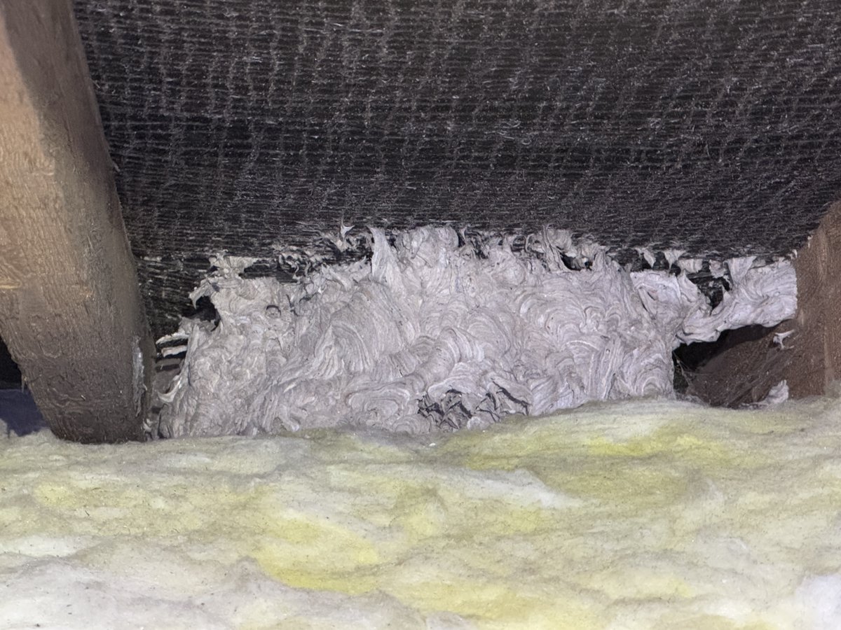 Good news not many defects in recent surveys! Too many cobwebs/spiders. Beware large trees &amp; subsidence. Range of DPCs! Beautiful wasp nest in roof eaves. Merry Christmas &amp; Happy New Year! #surveyor #surveyors #surveying #hull #kingstonuponhull #eastyorkshire #northlincolnshire