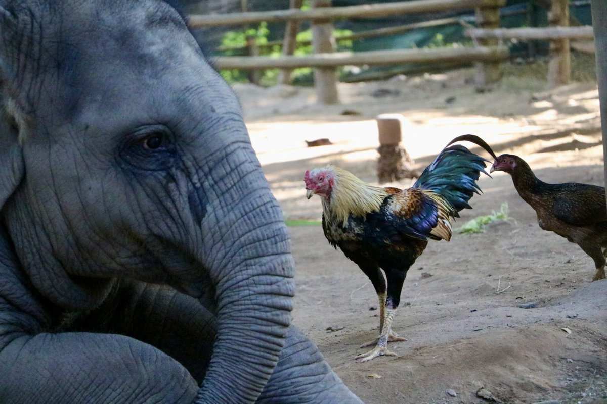 elephant_center's tweet photo. หนูมีนา และพี่เอ็ดเวิร์ดสุดที่ร้าก🥰🥰
Meena &amp; Edward https://t.co/44l8mgJkTE