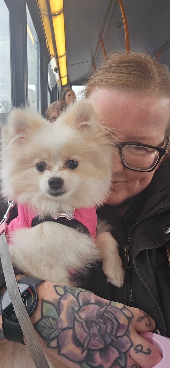 First there was snakes on a plane . . . Now we have fluffs on a bus 🥰