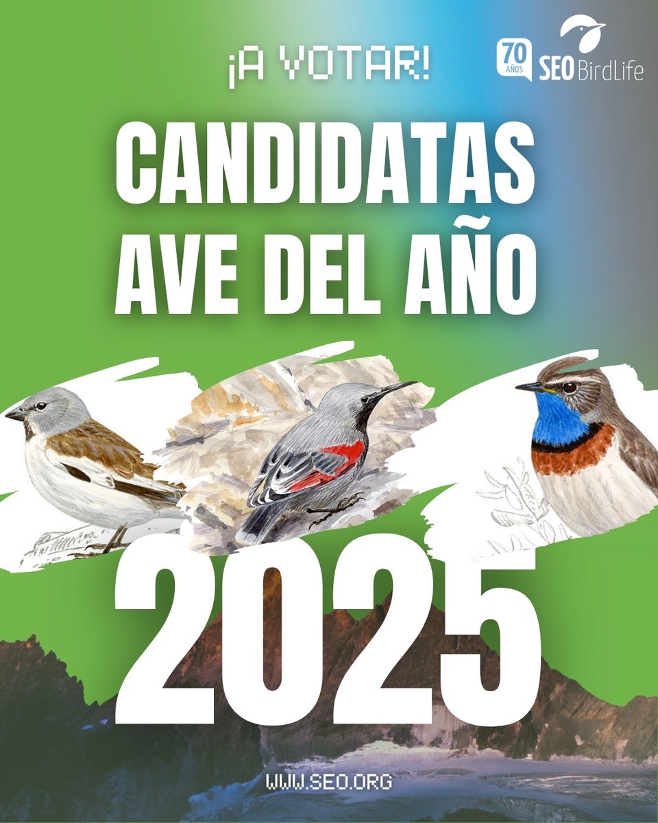SEO_BirdLife's tweet photo. ¡ABIERTA LA VOTACIÓN! 🥳🎊

📢 Elige #AvedelAño 2025 👇

🔸Gorrión alpino
🔸Treparriscos
🔸Ruiseñor pechiazul

Eres... ¿#TeamGorrión, #TeamTreparriscos o #TeamPechiazul?

📩 ¡A VOTAR!
https://t.co/29DVq13gqB https://t.co/SugmUdsUvu