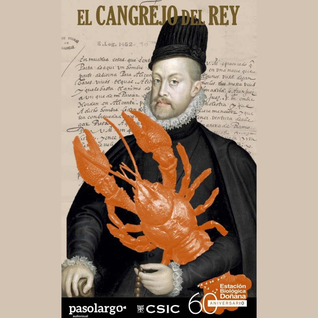Archivos Estatales (@archivosest) on Twitter photo 🦀📜Aunque parezca una #inocentada hablar hoy de archivos y cangrejos… ¡No lo es!
Gracias a documentación del #ArchivoSimancas, <a href="/Chikichanka/">Miguel Clavero</a> nos desvela que el cangrejo de río autóctono viene de Italia y llegó en el s. XVI😮
📲Conoce más en bit.ly/3P6uX4p
<a href="/culturagob/">Ministerio de Cultura</a> 🦀📜Aunque parezca una #inocentada hablar hoy de archivos y cangrejos… ¡No lo es!
Gracias a documentación del #ArchivoSimancas, <a href="/Chikichanka/">Miguel Clavero</a> nos desvela que el cangrejo de río autóctono viene de Italia y llegó en el s. XVI😮
📲Conoce más en bit.ly/3P6uX4p
<a href="/culturagob/">Ministerio de Cultura</a>