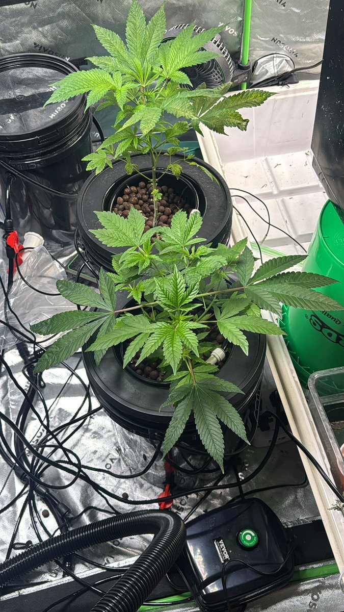 Don’t mind the mess I was in a rush baby and all that coming home didn’t have time to clean up but this is 2 Fired Up seeds coming back from a severe cal mag deficiency as you can tell from the further plant lol the front one tho is being a champ right now man I love RDWC the