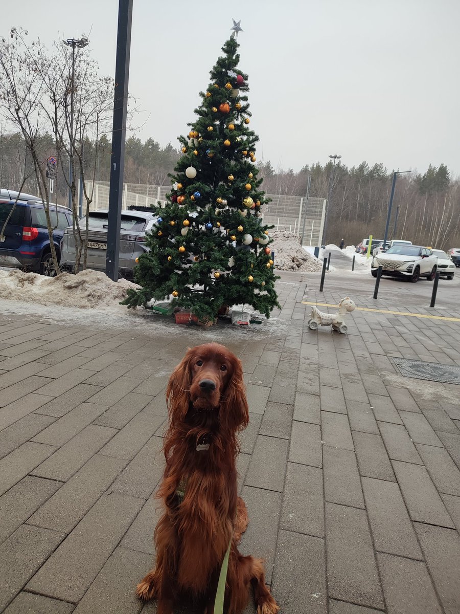 arthurdarlin's tweet photo. этот товарищ только что устроил истерику в кофейне, когда увидел, что другой собаке поставили мисочку и покормили, а ему ничегошеньки не дали 🐺 https://t.co/luL1YcG93f