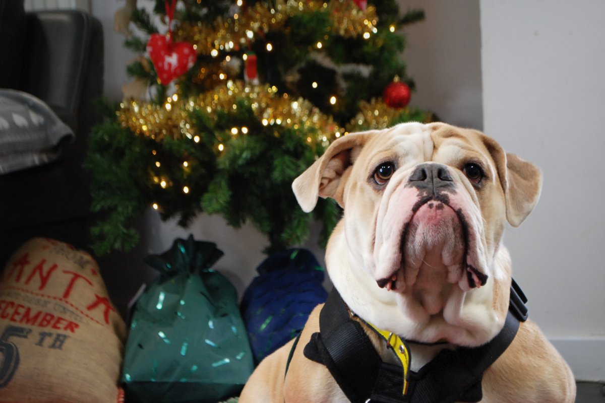 DT_Newbury's tweet image. Can we please get some love for Winston ❤️ Check out how well he models his Christmas jumper 😍✨📸😙

Winni is available for rehoming and looking forward to finding his new home in the new year 🏡❤️

#ChristmasJumper #ModelMaterial #Bulldog #RescueDog #INeedAHome