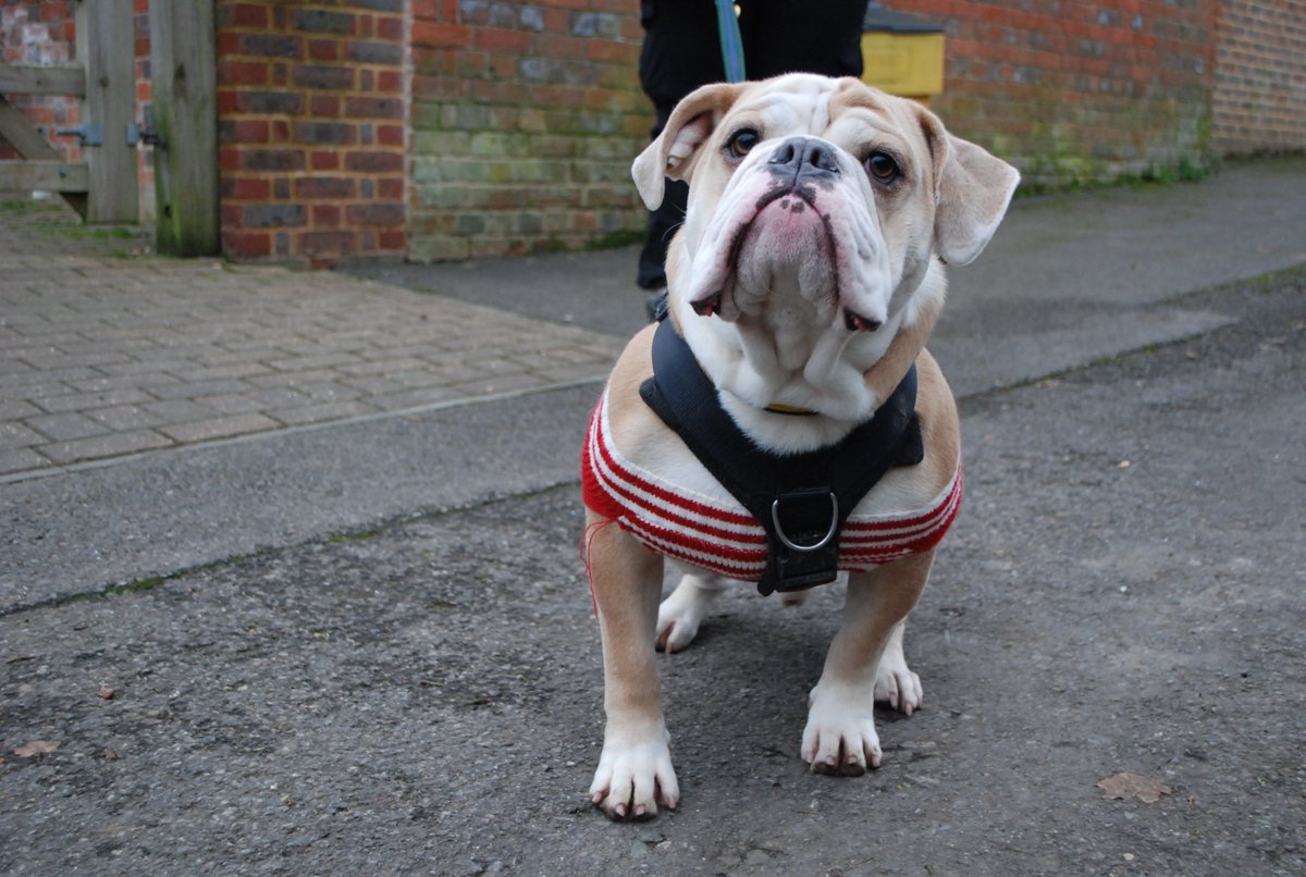 DT_Newbury's tweet image. Can we please get some love for Winston ❤️ Check out how well he models his Christmas jumper 😍✨📸😙

Winni is available for rehoming and looking forward to finding his new home in the new year 🏡❤️

#ChristmasJumper #ModelMaterial #Bulldog #RescueDog #INeedAHome