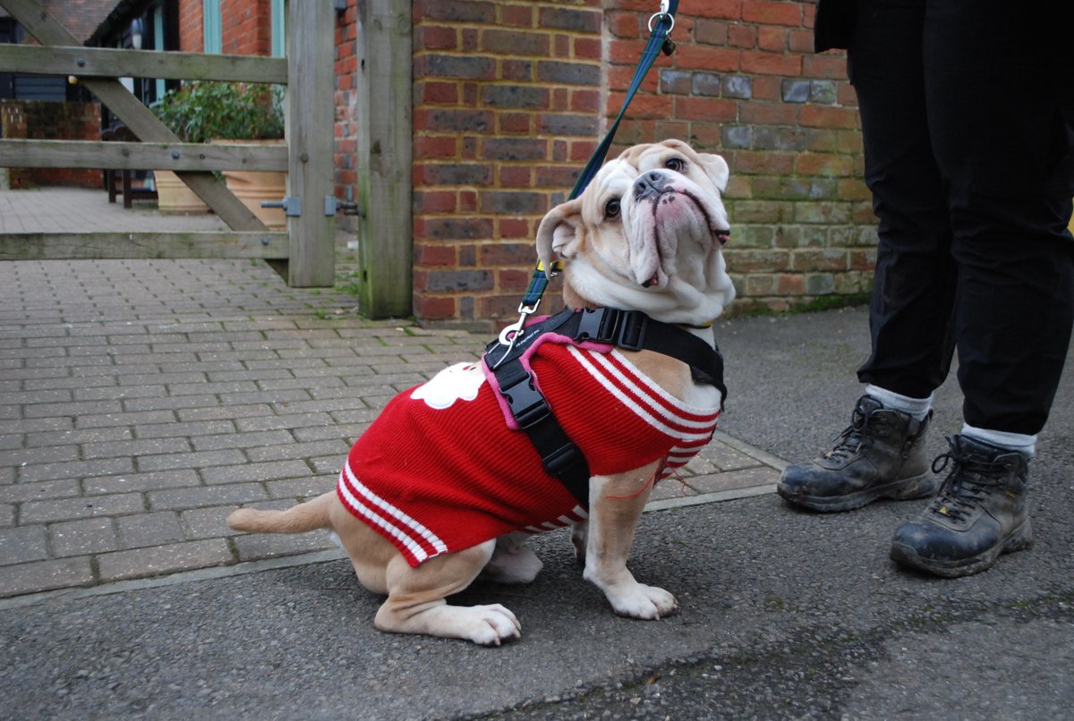 DT_Newbury's tweet image. Can we please get some love for Winston ❤️ Check out how well he models his Christmas jumper 😍✨📸😙

Winni is available for rehoming and looking forward to finding his new home in the new year 🏡❤️

#ChristmasJumper #ModelMaterial #Bulldog #RescueDog #INeedAHome
