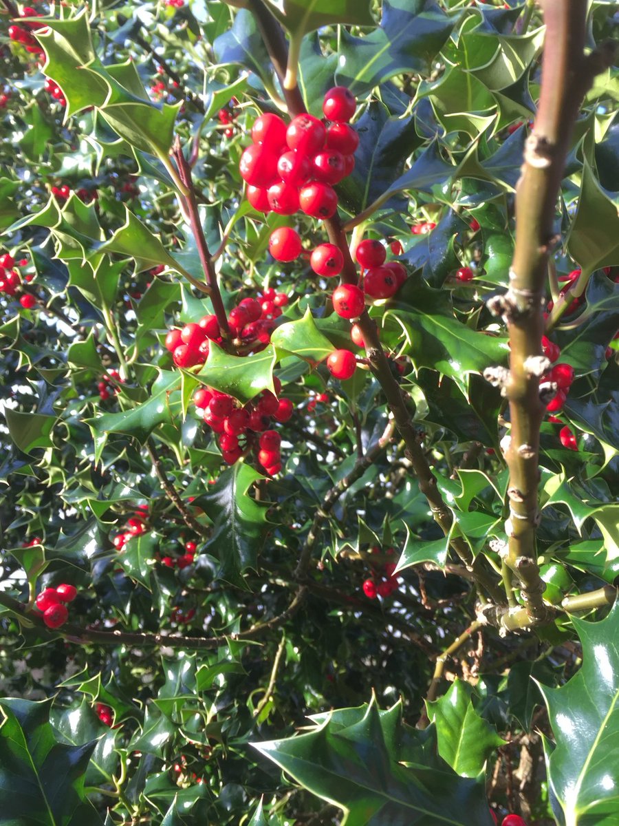 Colm O'Riain tweet media