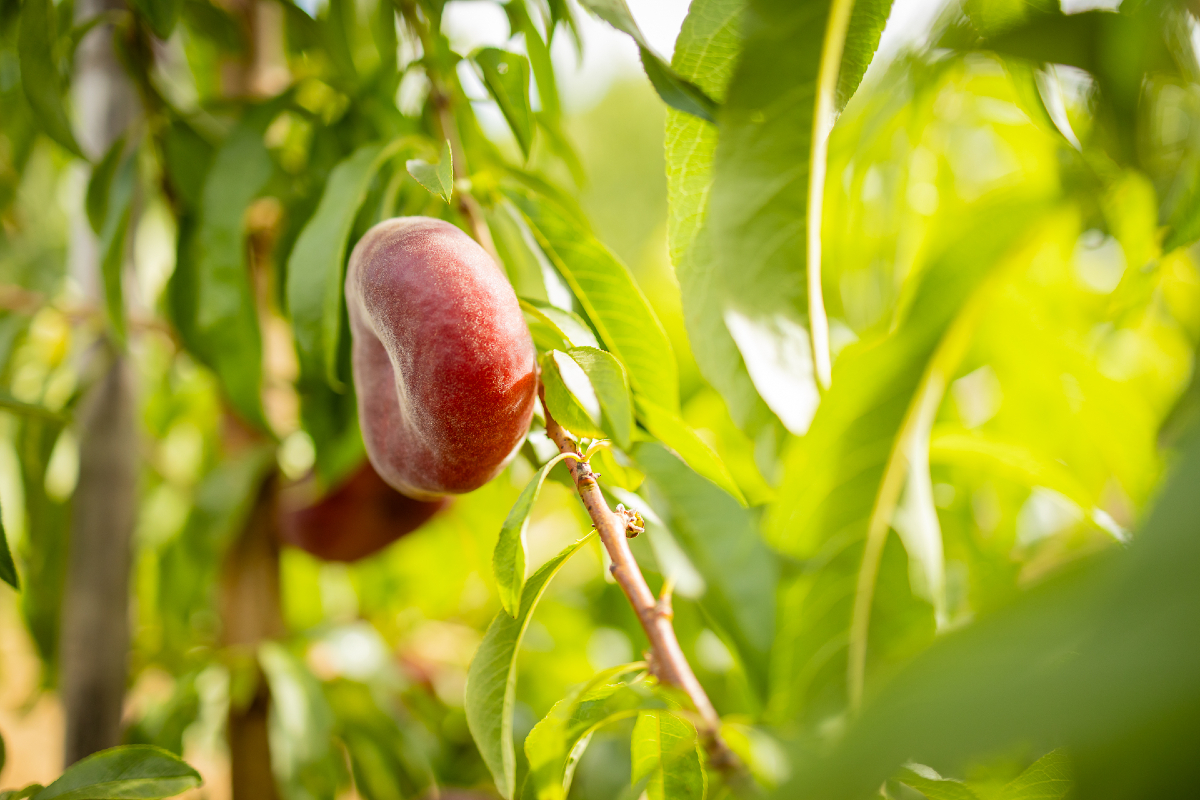 lucentlands's tweet photo. The 'Snow Donut' peach is a relatively recent addition to the array of flat, or "donut," peach cultivars.
It distinguishes itself with its white flesh and low acidity, offering a sweet and juicy eating experience. Perfect for any lunchbox!
#peach #innovation #fruit #agriculture https://t.co/o9VCS9D4oV