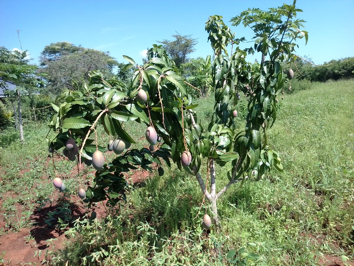 One Vision Kenya tweet media