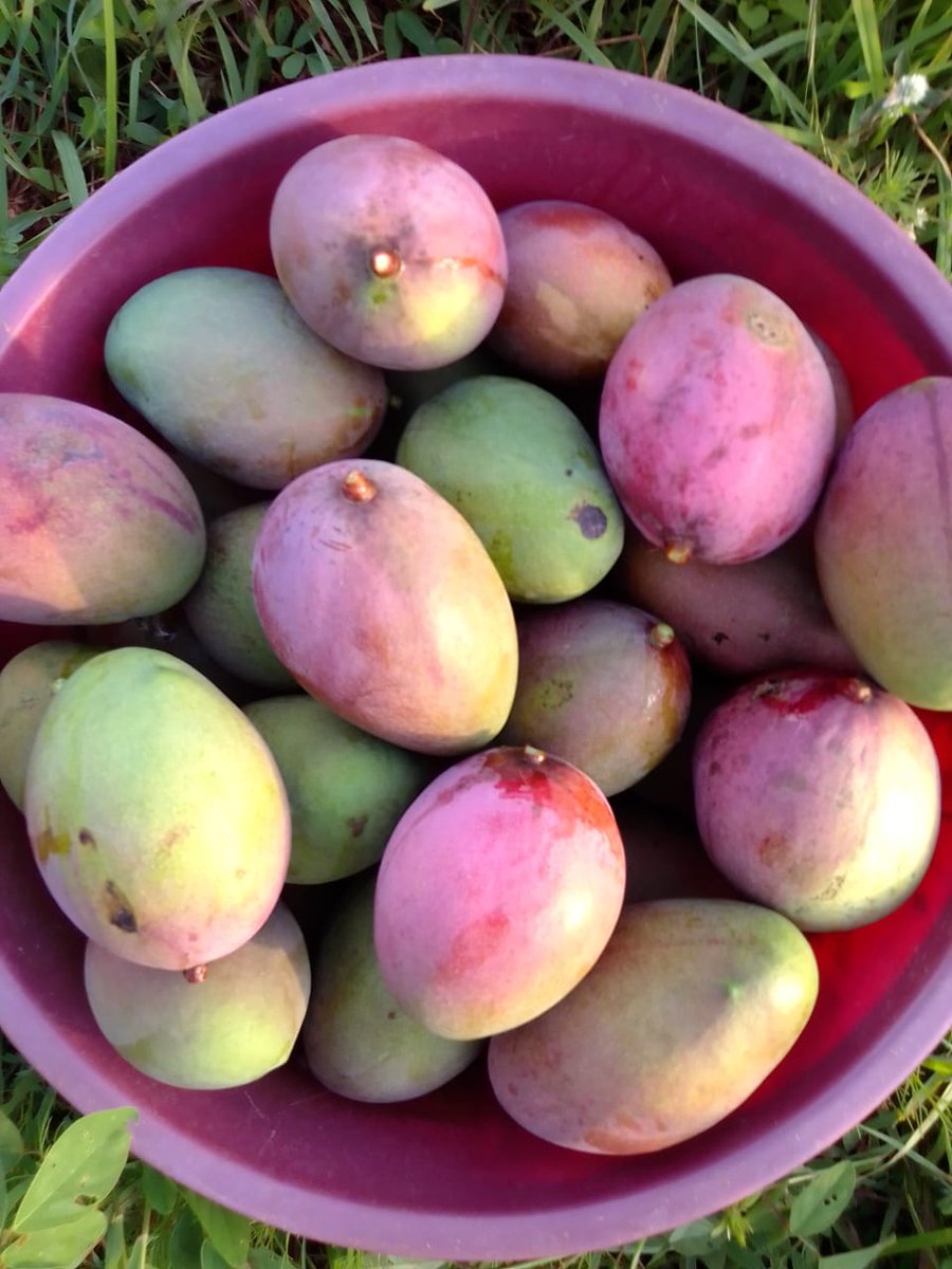 One Vision Kenya tweet media