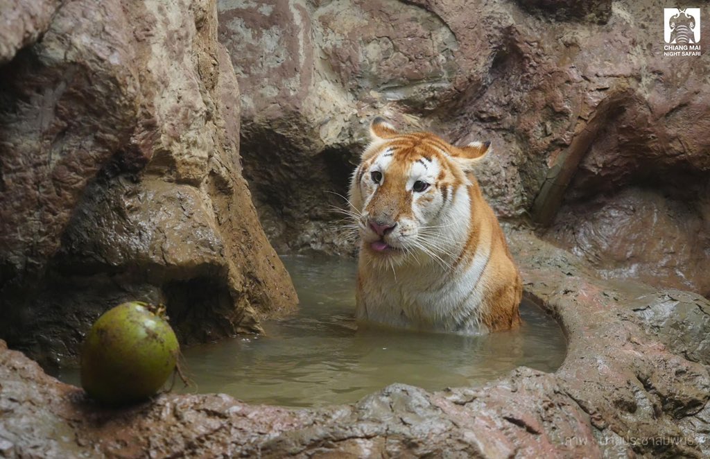 Mazino | 🟧 (❖,❖) tweet media