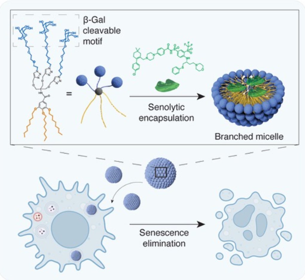 Here, we developed galactose-functionalised micelles targeting senescent cells via elevated lysosomal β-galactosidase activity. Loaded with Navitoclax, they reduce toxicity to non-senescent cells, boosting the senolytic index and paving the way for safer, effective treatment!🧪✨