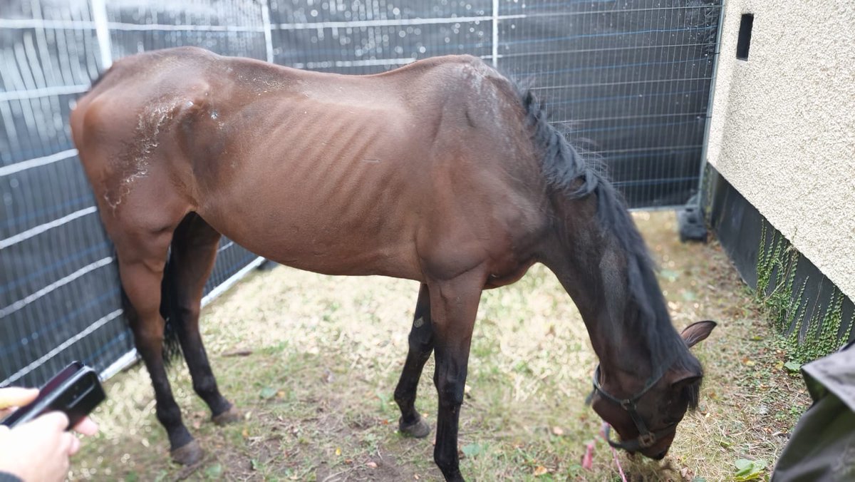 nspca_longford's tweet photo. Dash is a seven-year-old ex-Racehorse who was rescued by ISPCA Inspectors at Ballinasloe Fair in October 2024. He was discovered tied to a fence, in an emaciated condition and covered in sores. 

Read more about Dash's rescue here: https://t.co/zp1R9gYD0Y https://t.co/KEcoJv1hUl