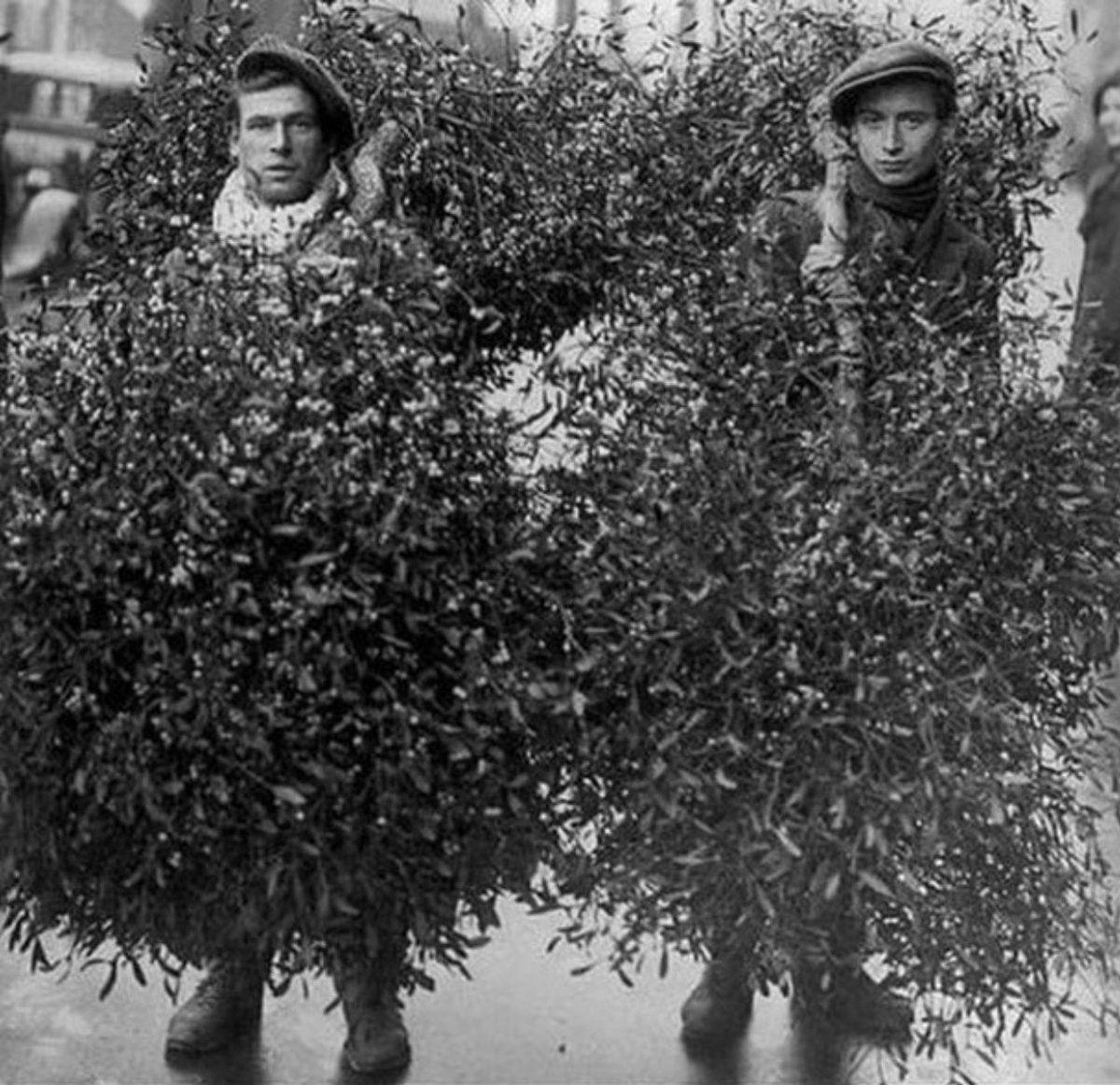 British Gardening History tweet media