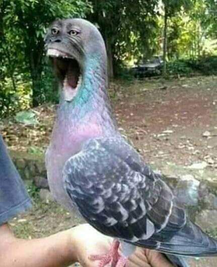 al abhsar tweet media