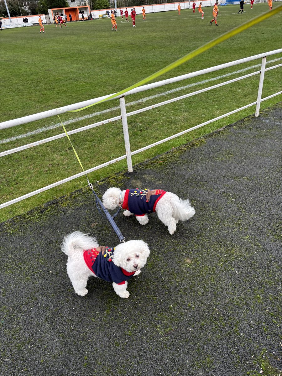 Ian Saunders (@cwrwgwrw) on Twitter photo Milou & Snowy sporting festive jumpers (not to be used for goalposts!) <a href="/ConwyBoroughFC/">Conwy Borough FC ๐ณ๏ธโ๐</a> vs <a href="/LLANRWSTUTD_FC/">CPD LLANRWSTUTD FC</a> <a href="/nonleaguedogs/">nonleaguedogs</a> Milou & Snowy sporting festive jumpers (not to be used for goalposts!) <a href="/ConwyBoroughFC/">Conwy Borough FC ๐ณ๏ธโ๐</a> vs <a href="/LLANRWSTUTD_FC/">CPD LLANRWSTUTD FC</a> <a href="/nonleaguedogs/">nonleaguedogs</a>