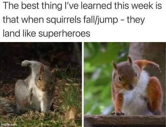WholesomeMemes (@wholesomememe) on Twitter photo 