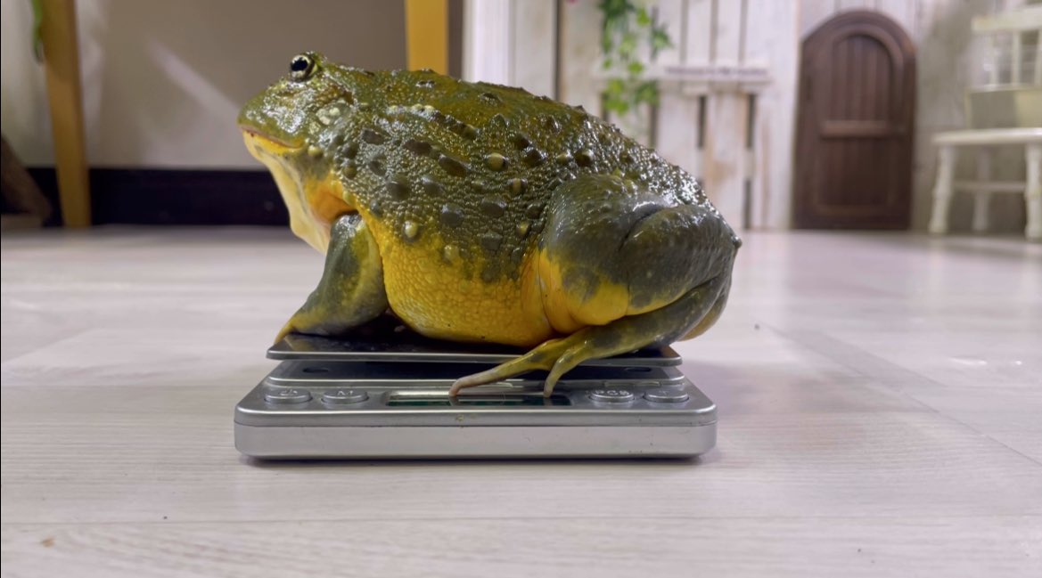 20種類以上のカエルが暮らすわが家の1番大きい子の重さを計ったらすごかった！    

youtu.be/cFXqZhalM_Y?si…