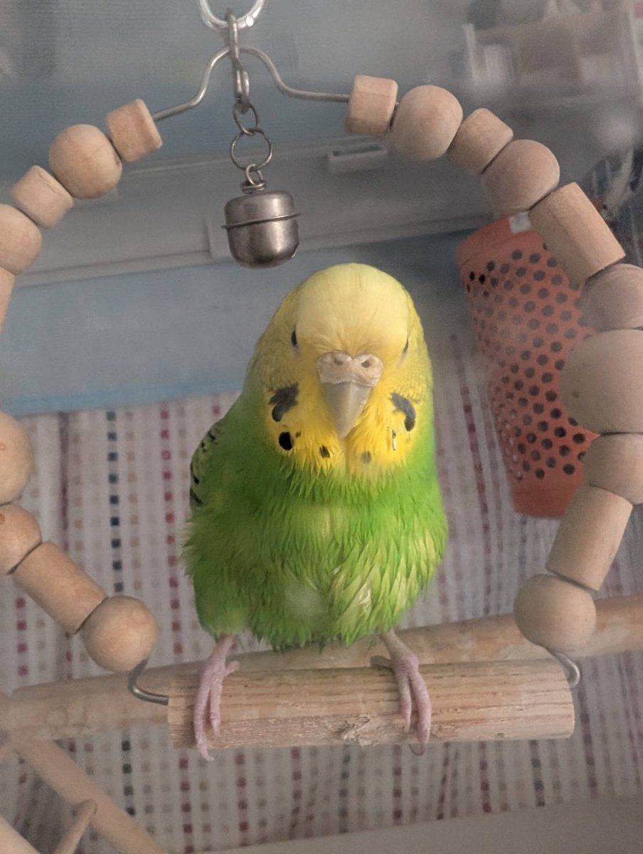 ど〜もね♪またしてもお久し振りです。日曜日、水浴びしたわたし。超撥水加工なので、泳がないと濡れないのよね🏊‍♀️#セキセイインコ　#水浴び