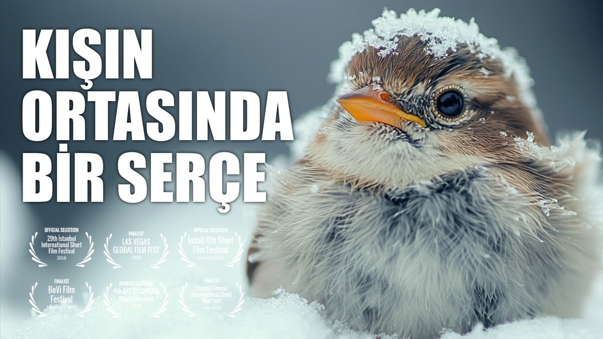 İnek Serçenin Üstüne Dışkı Yaptı ve Olanlar Oldu!
youtube.com/watch?v=R-HRS8…