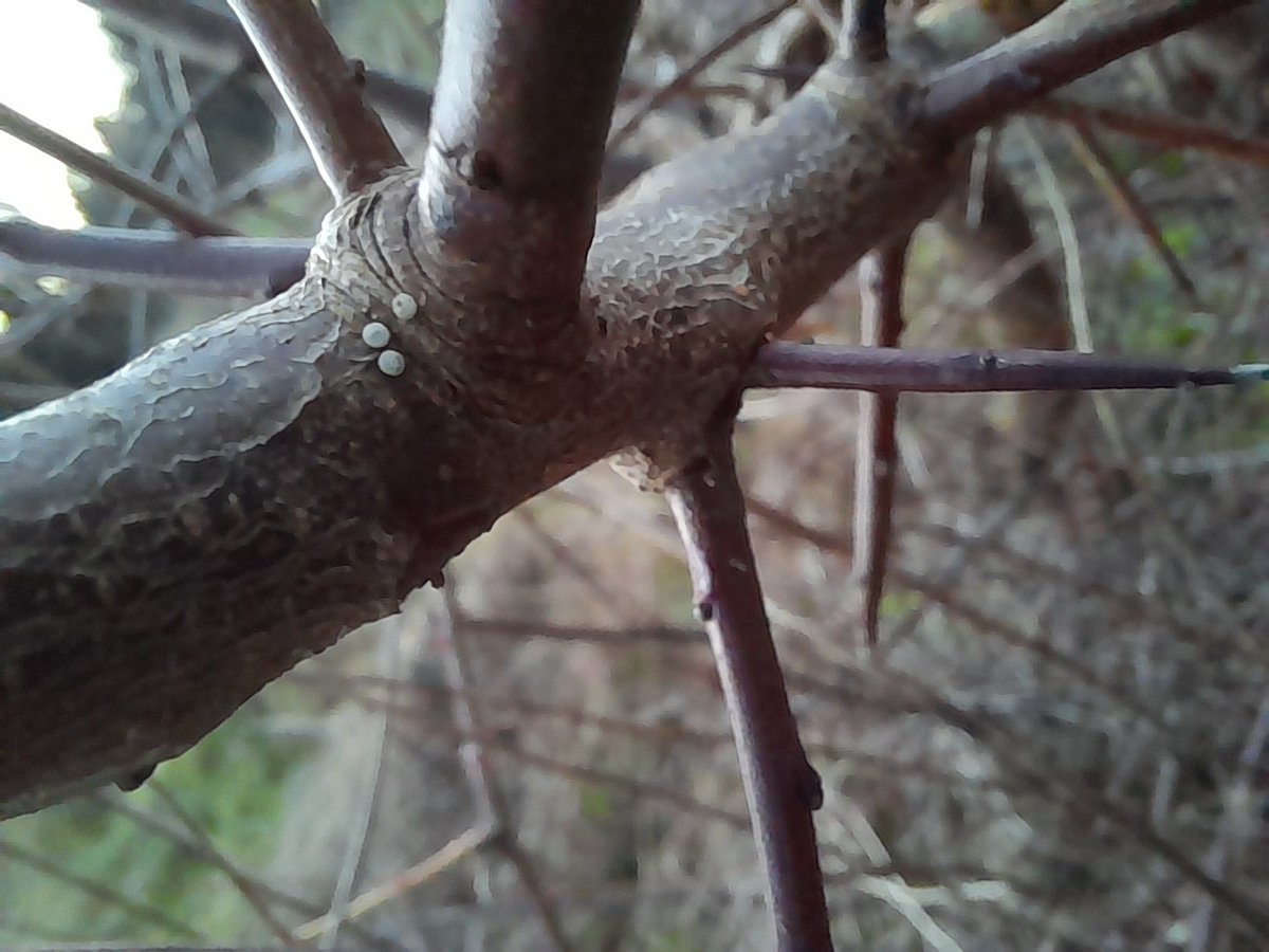 Friends of Lye Valley tweet media