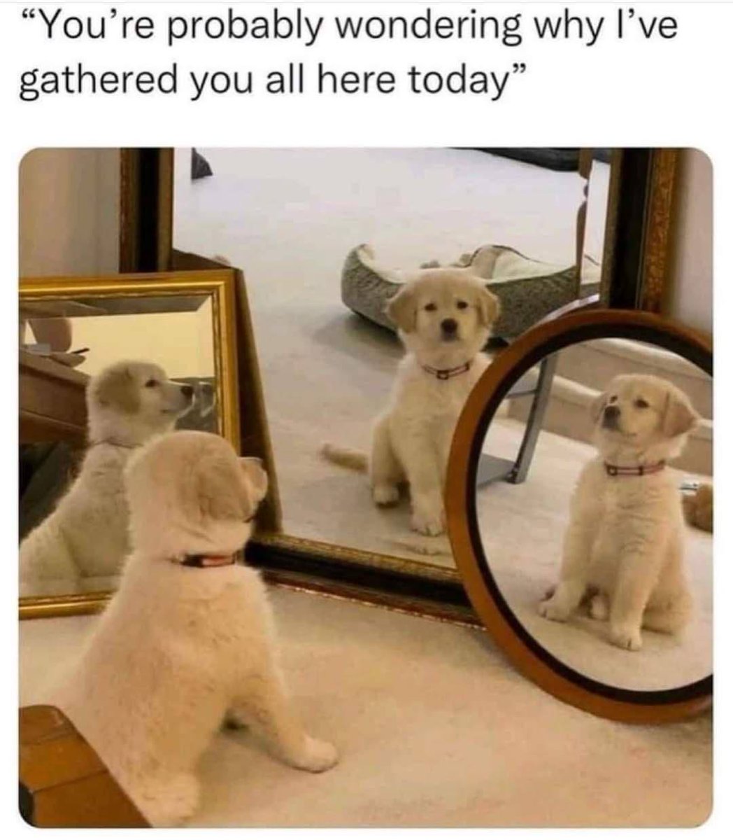 HeckinGoodDogs's tweet image. 