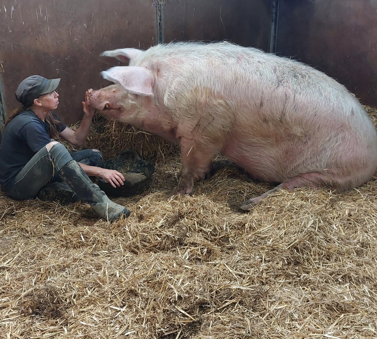 Grahanimal's tweet image. #Christmas is a time for caring, for everyone.

Please care, please become a #Pigoneer if you can. 

globalvegancrowdfunder.org/pigoneer-2000-…