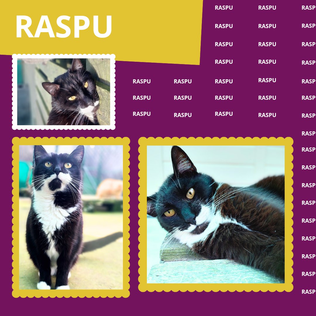 RASPUTIN (2013) se lleva de maravilla con sus compañeros felinos, especialmente con su mejor amigo Xisco; juntos son inseparables. ¿Estás listo para abrir tu hogar y corazón a este dúo adorable?" 🐾💕

teaming.net/asociaciondefe…