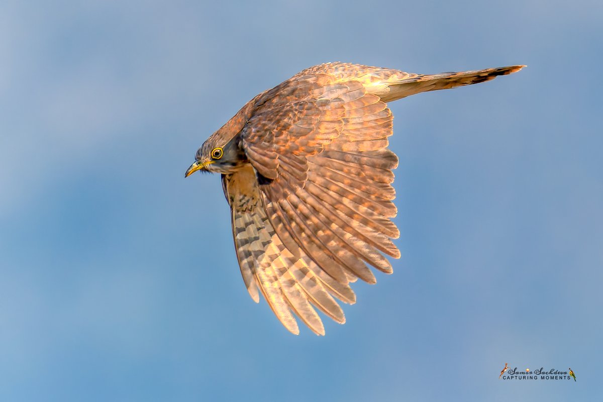 sampro3008's tweet photo. Encountering a #commonhawkcuckoo
#indiaves #thephotohour #BBCWildlifePOTD #birds #NatureLover #TwitterNatureCommunity #TwitterNaturePhotography #BirdsOfTwitter #wildlife #BBCWildlifePOTD #NatureIn_Focus #birdtwitter #NatureGoesWild #Falcon #birdsofprey #birdsofprey #birdsinflight https://t.co/UhgxCmnb5R