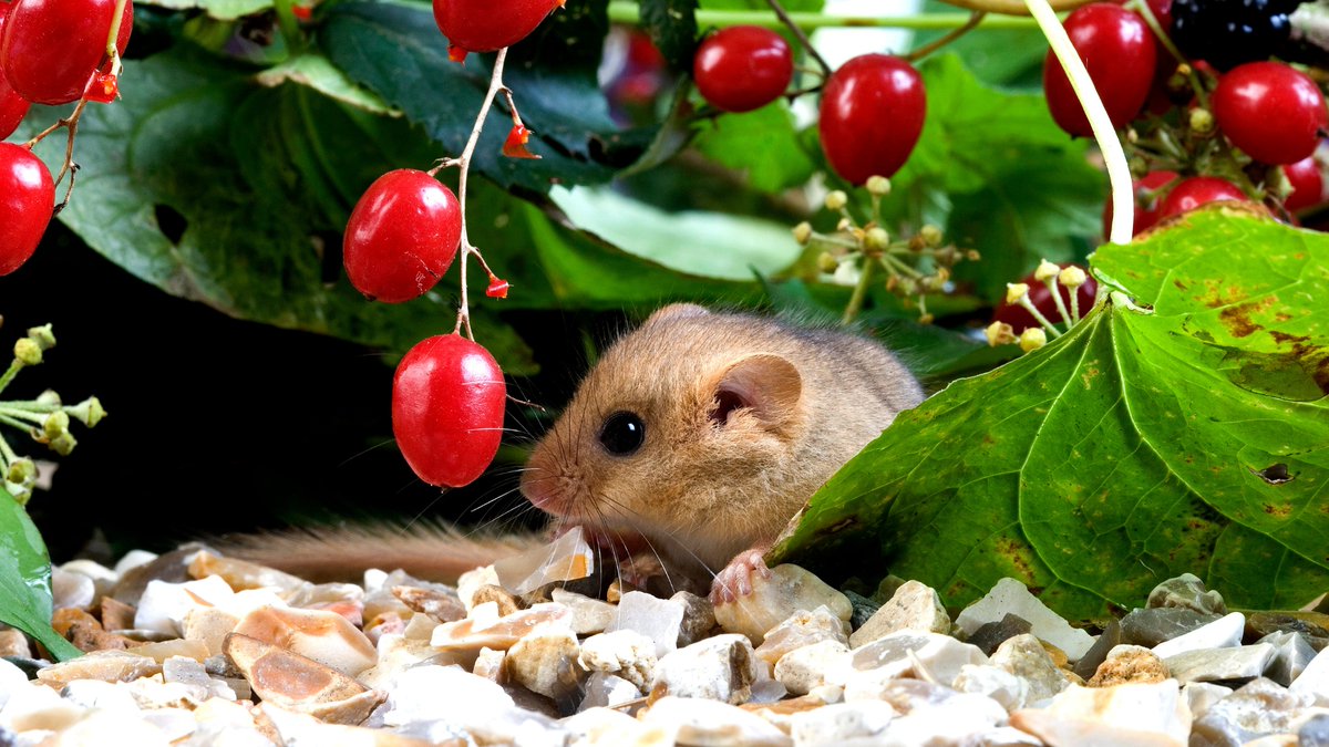 SWTConsultancy's tweet image. All of us here at Somerset Wildlife Trust Consultancy send our warmest wishes for a very happy holiday season. Our offices will be back open on January 2nd 2025.