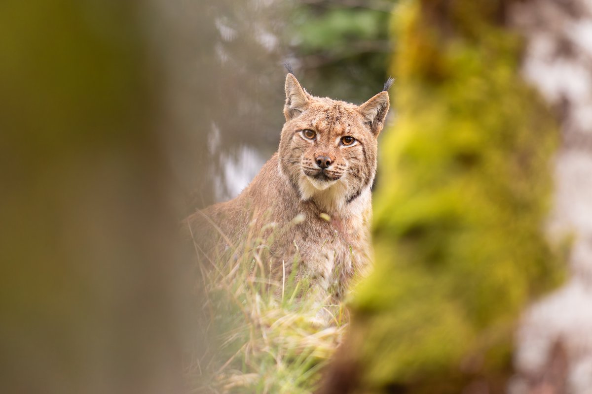 GNSA 🌳 Groupe National de Surveillance des Arbres tweet media