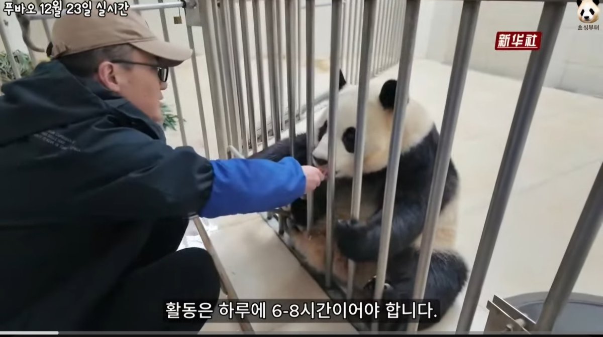 ohhappyday17's tweet photo. This Chinese pyscho, Xu Xiang works for FuBao when camera is on. Karma works on Xu Xian's head.
Stop Abusing FuBao
Stop FuBao Hospitality Abuse.
No Rats in Panda Base! https://t.co/cXtE0hzQhl
