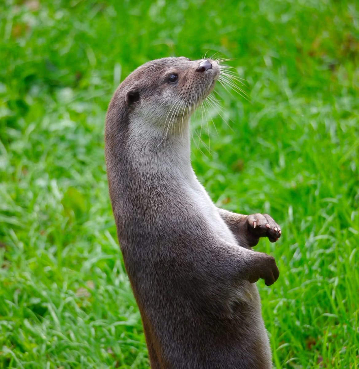 Kijk nou wie er gespot is in duinengebied Meijendel! 👀🦦
In 1988 uitgestorven verklaard, sinds 2002 terug in ons land. De otter! 
Wist je dat het Lab Toekomstige Generaties in 2024 een rapport heeft uitgebracht over rechten voor Meijendel? Check rechtenvandenatuur.org/initiatieven/k…