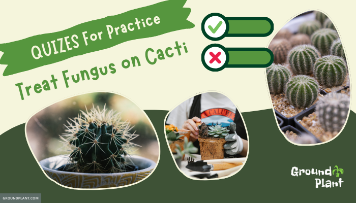 tashfik896's tweet photo. Treat Fungus on Cacti: Questions For Practice https://t.co/GK6GD9AgPq