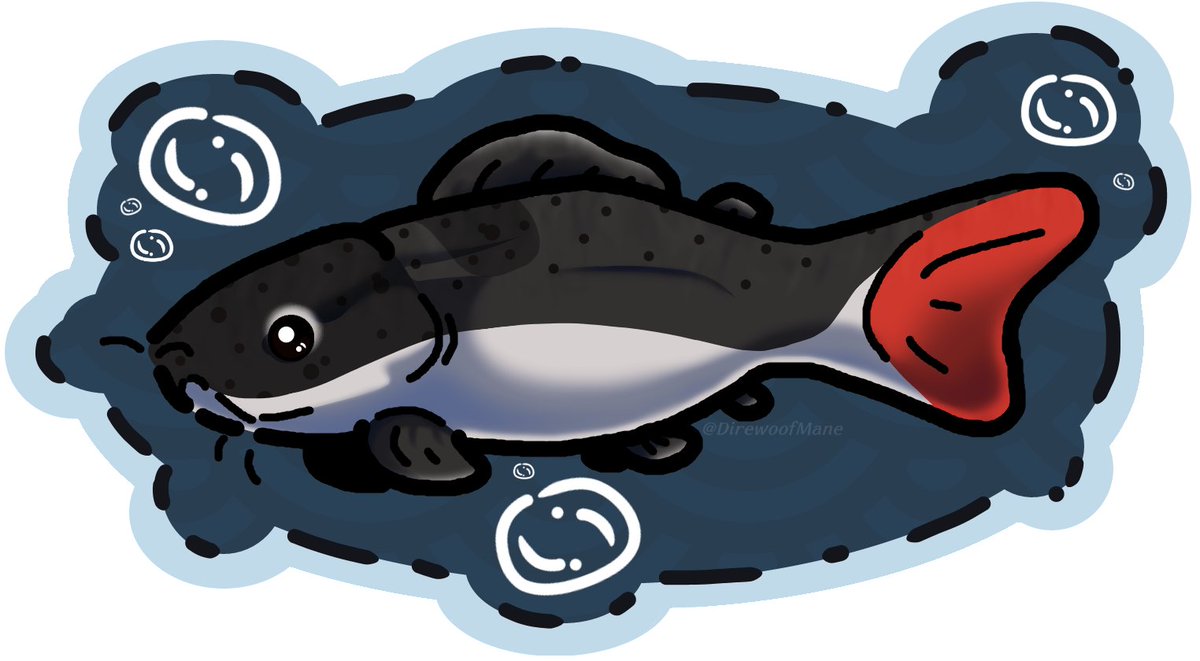 DirewoofMane's tweet photo. omg a redtail catfish!
look at them
has absolutely no idea how to send an email
i seethe with jealousy
#DiresDoodles #RedtailCatfish #fish #catfish https://t.co/rBwdbT13jy