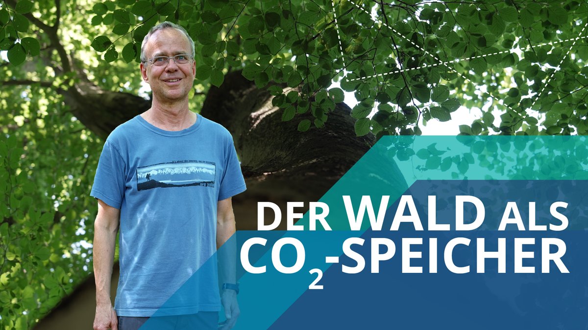 Wie viel #Kohlenstoff – und damit CO₂ – speichert der Wald noch angesichts sich verändernder klimatischer Bedingungen? 🌳 Das untersucht das Forschungsprojekt BENEATH in einem Buchenwald der Dübener Heide. Zur »Kurzen Frage« mit Prof. Karsten Kalbitz ➡️ youtu.be/lrWlyhm3-IQ