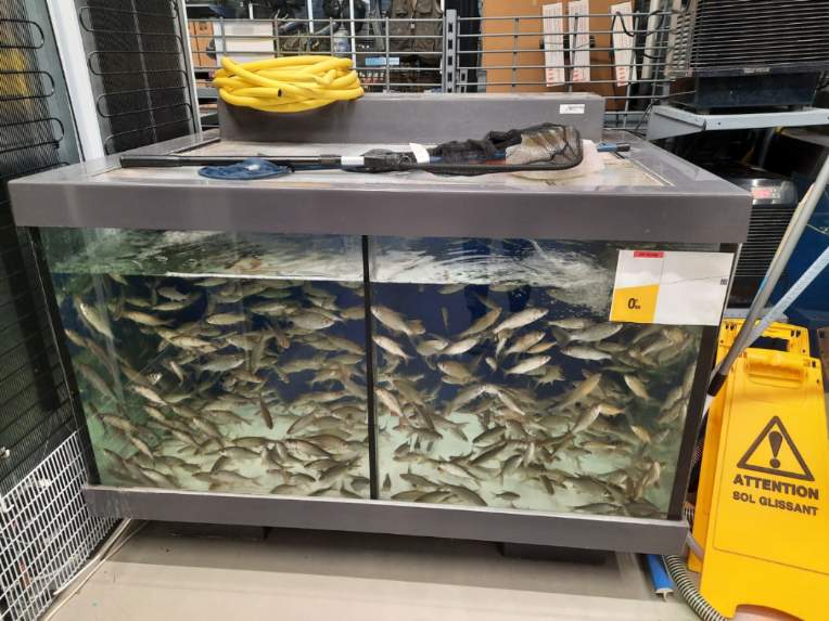 🪧Action de sensibilisation devant le <a href="/Decathlon/">Decathlon</a> de #Montauban qui vend des #poissons destinés à être torturés. #PêcheAuVif 🐠🐟

🔜Pour 2025, il est temps que #Decathlon prenne la résolution de cesser d'alimenter la cruauté. #ReadytoChange

zoopolis.fr/petition-pour-…