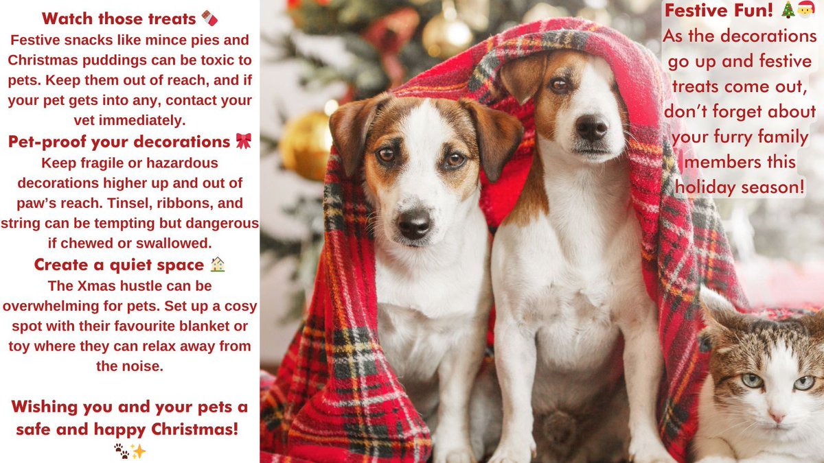 TrainingLines's tweet image. Festive Fun! 🎄🎅
As the decorations go up and festive treats come out, don’t forget about your furry family members this holiday season! 

#HappyXmas #SafePets #PetFriendlyChristmas #FestiveTips #FurryFamily #ChristmasSafety #PetCareTips #ChristmasWithPets 🐾 #PetSafetyMatters