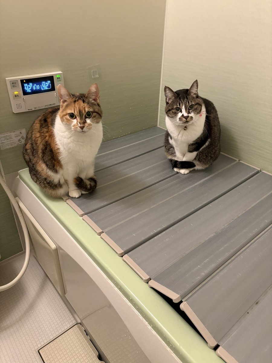 あのすみません出てもらっていいですか？ #ねこ