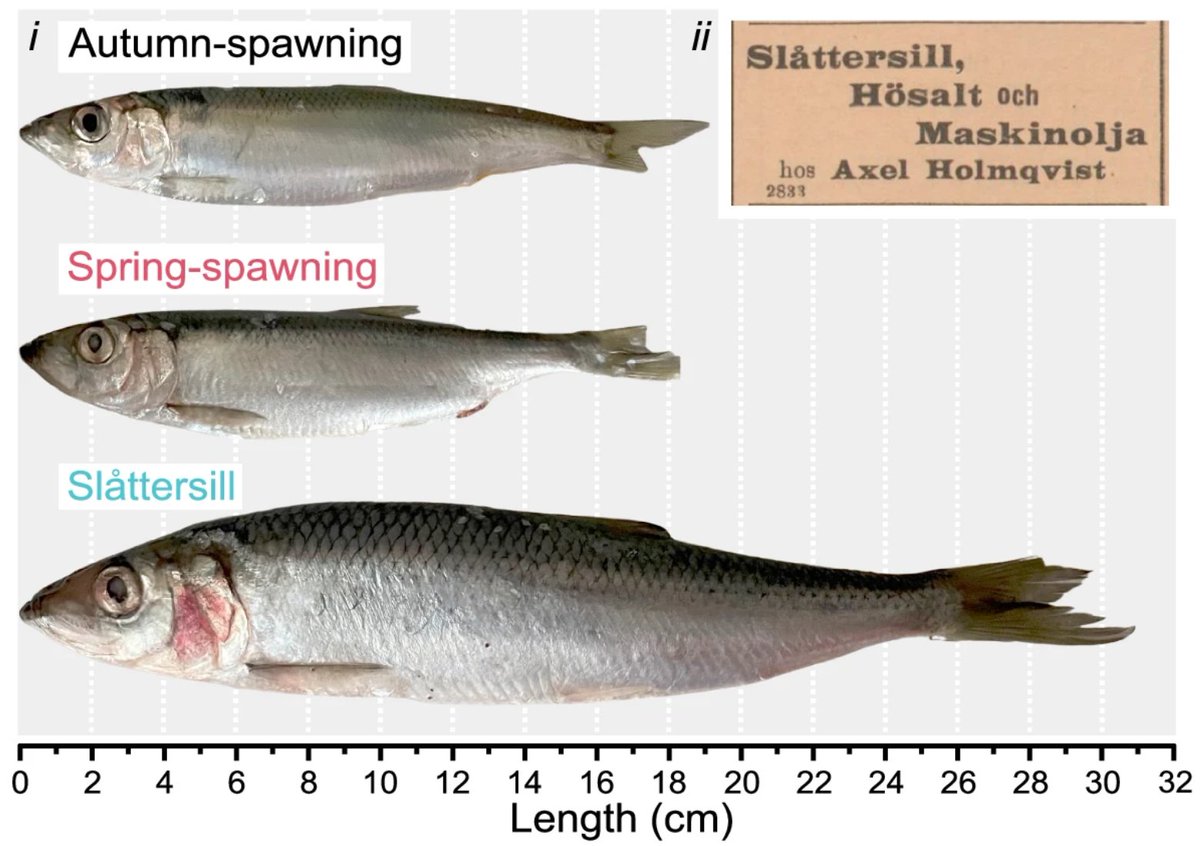 Andreas Wallberg tweet media