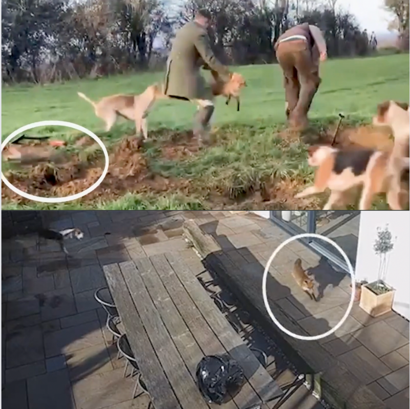 ProtectTheWild_'s tweet photo. This is the true face of hunting: foxes thrown to hounds and torn apart—even in back gardens—all for twisted "fun."

Don’t fall for the pro-hunt lies about "trail hunting." It’s nothing but a sham.

RT this image to expose the truth! 🦊 https://t.co/QDpFw3CssF
