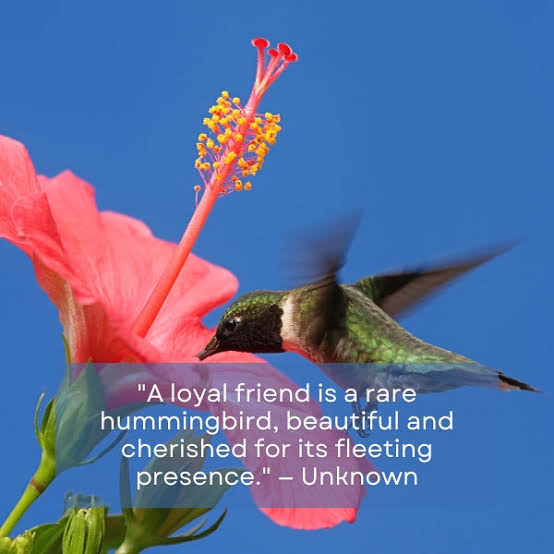 Hummingbirdlo12's tweet photo. https://t.co/SGfjGd2A1V