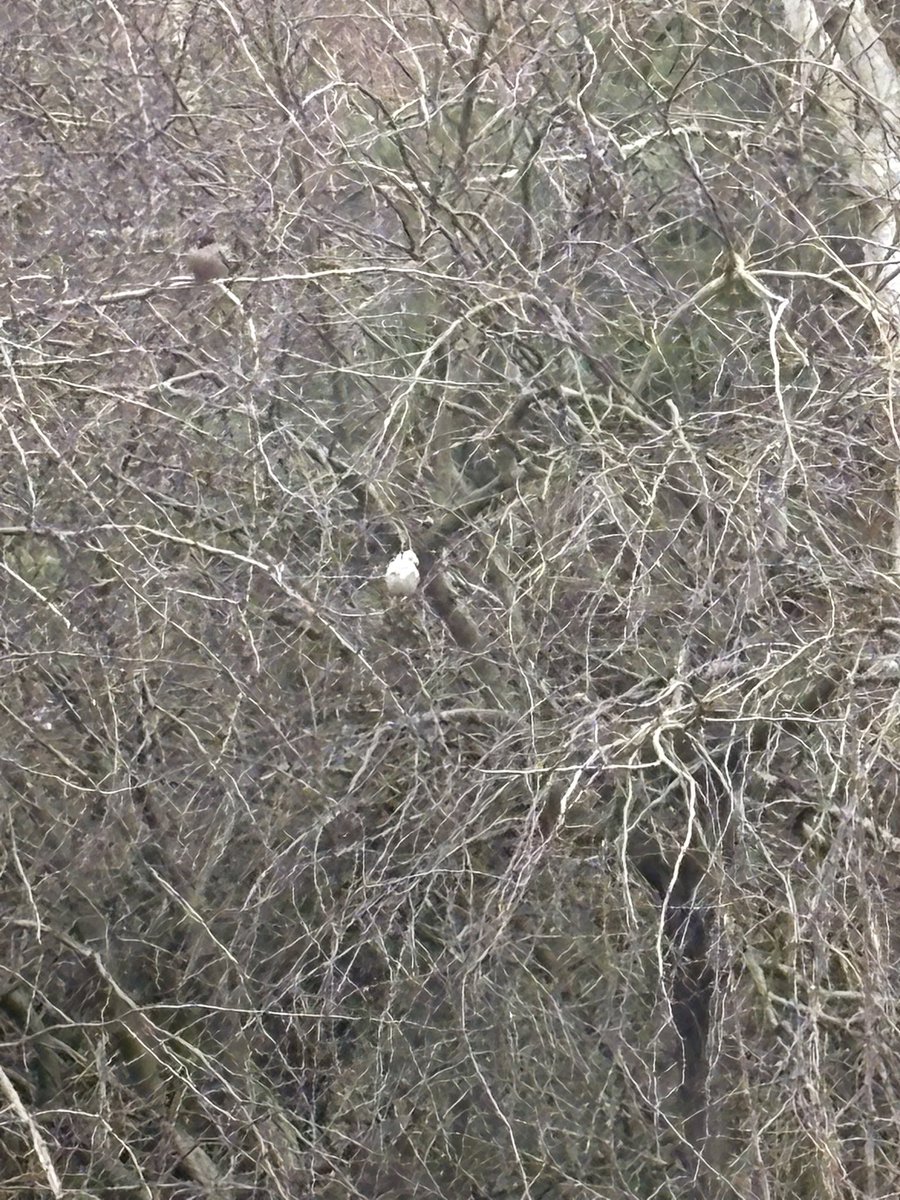 ChiefLatif's tweet photo. I *think* this is my first ever Snow Bunting. (Poor phone photo - sorry). @teesbirds1 https://t.co/fky0I9ADWw