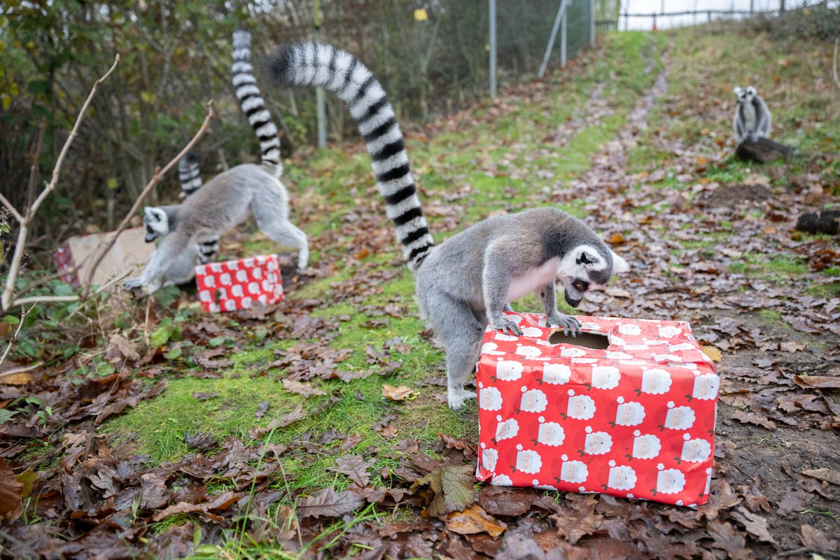 Merry Christmas from all of us at West Midlands Safari Park! 🎄✨

Who had more fun opening gifts this morning - you or our lemurs? 🎁😀

#MerryChristmas #WMSP